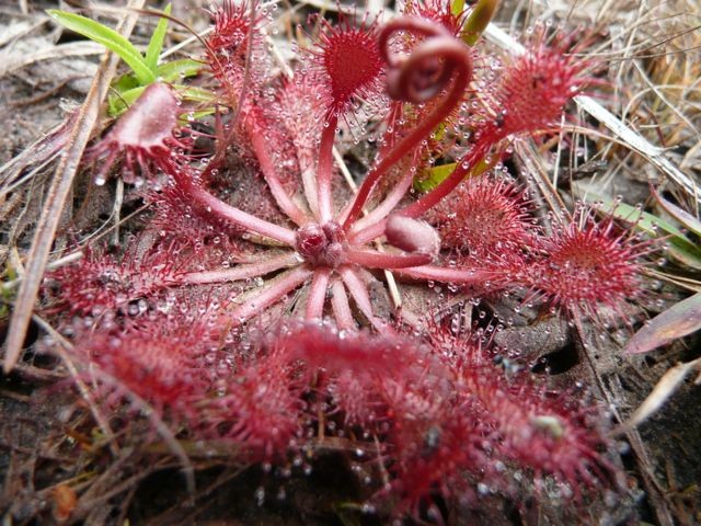 Sundew, Pink - Drosera capillaris
