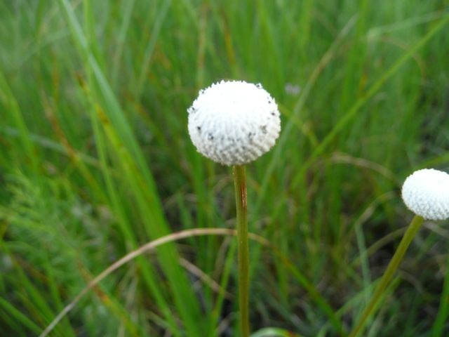 Pipewort, Tenangle--Eriocaulon decangulare