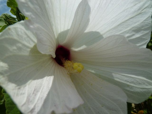 Hibiscus, Swamp Rosemallow--Hibuscus moscheutos
