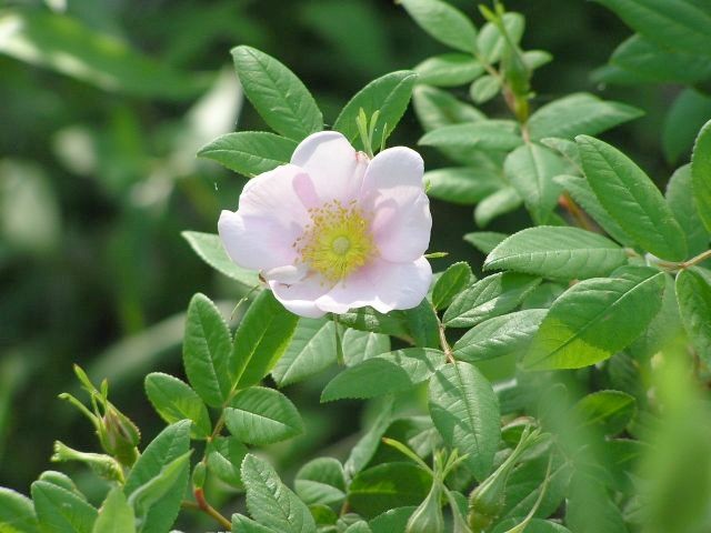 Swamp Rose-Rosa palustris
