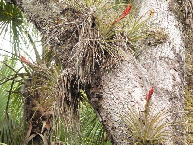 Tillandsia, Cardinal Airplant-Tillandsia fasciculata