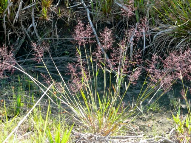 CYPRESS WITCHGRASS--Dichanthelium ensifolium