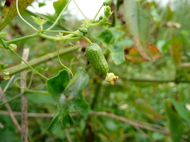 Creeping Cucumber--Melothria pendula