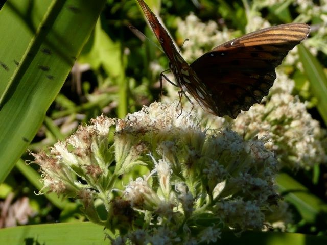 Gulf Fritillary or Passion Butterfly, Agraulis vanillae