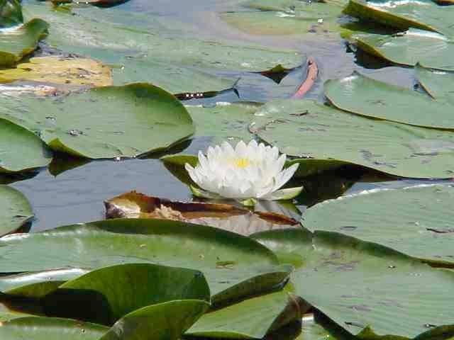 Water Lily, Nymphaea odorata