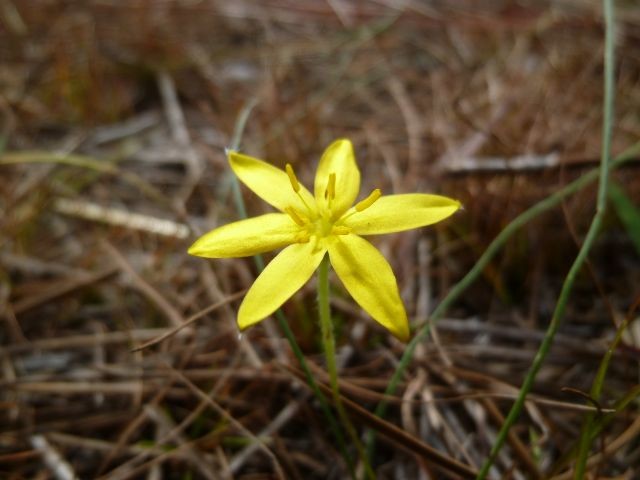 yellow star flower
