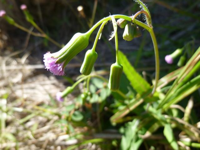 Tassel Flower  (Emilia javanica)