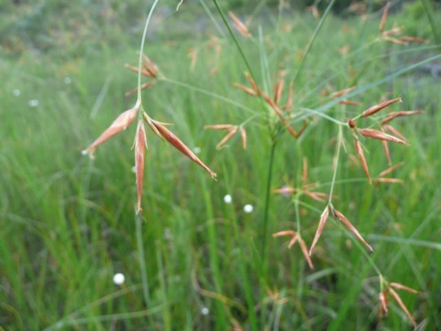 Narrowfruit Horned Beaksedge--Rhynchospora inundata