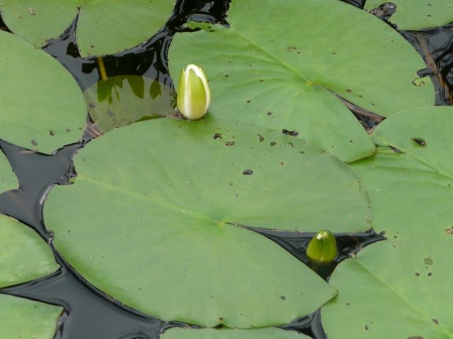 Water Lily, Nymphaea odorata