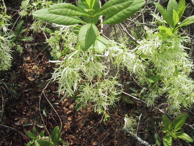 Fringe Tree, White--Chionanthus virginicus