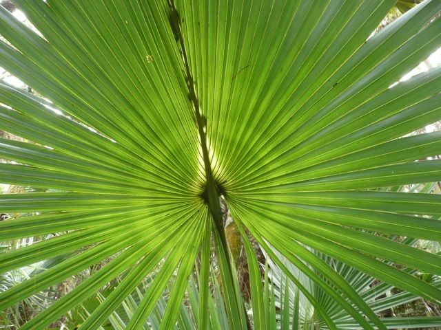 Sabal Palm--Sabal palmetto