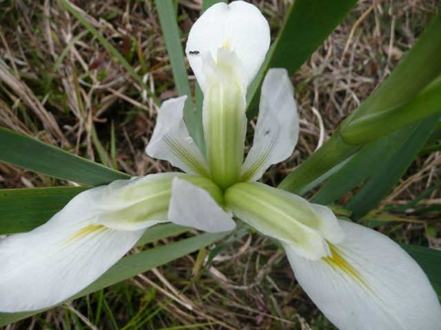 Iris, Southern Blue Flag (Iris virginica)
