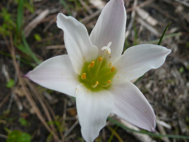 Atamasco Lily--Zephyranthes atamasca