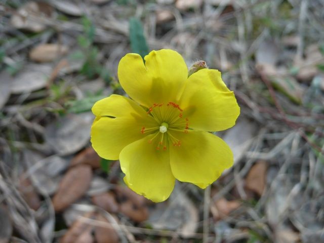 Frostweed, Carolina  - Helianthemum carolinianum