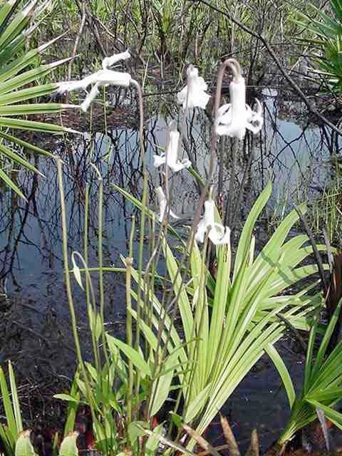 Pine-Hyacinth--Clematis Baldwinii