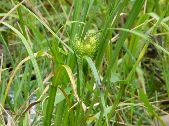 False Hop Sedge--Carex lupuliformis