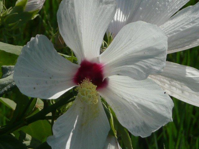 Hibiscus, Swamp Rosemallow--Hibuscus moscheutos