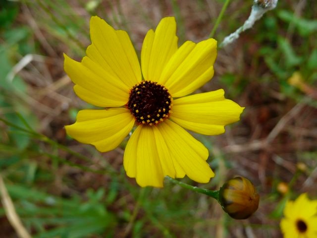 Tickseed, Leavenworth's-Coreopsis leavenworthii