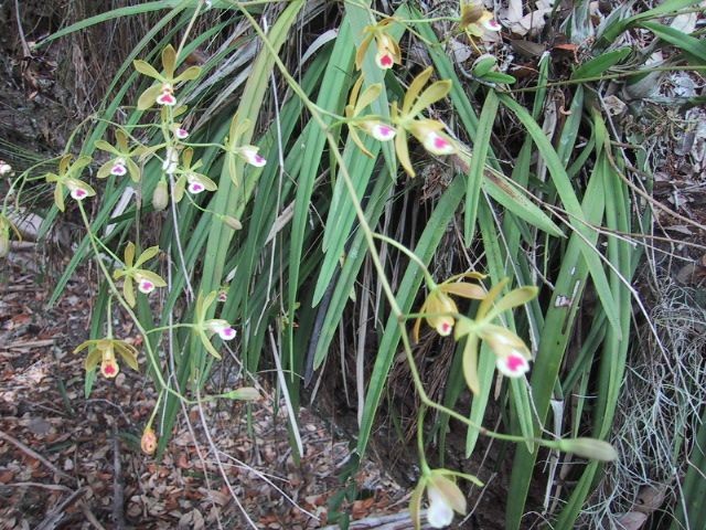 Butterfly Orchid--Encyclia tampensis