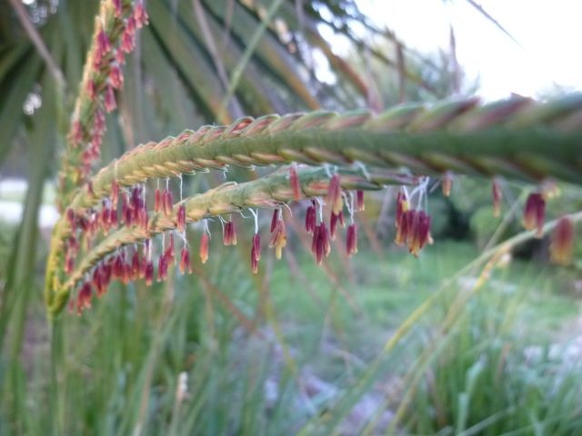 Fakahatchee Grass, Tripsacum dactyloides