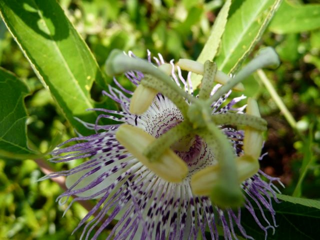 Purple PassionFlower--passiflora incarnata
