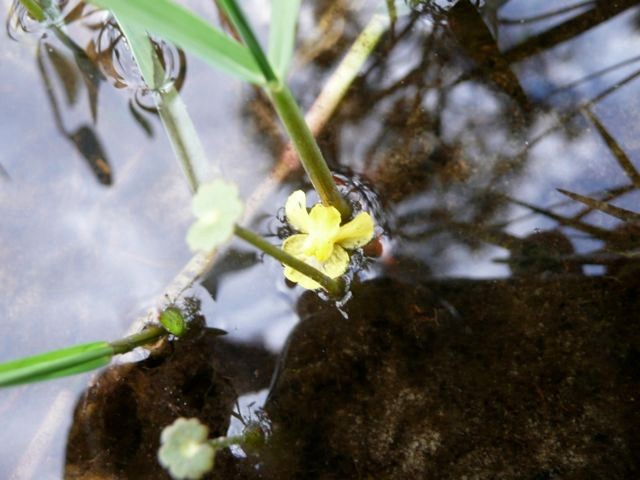 Bladderwort, Floating-Utricularia sp.