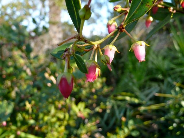 Fetterbush, Shiny--Lyonia lucida