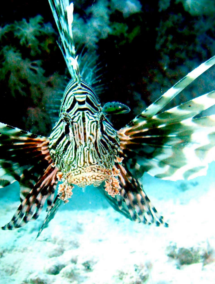 Tauchplätze - Tauchen in Ägypten-Rotes Meer-Safaga