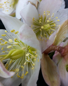 Schlosspark im Winter, Schneerosen ©Galerie Walker