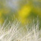 Pusteblume vor gelbem Hintergrund