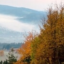 ein Busch und im Hintergrund Berge 