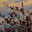 rote Blätter vor Abendhimmel 