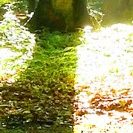 Waldboden im Buchenwald