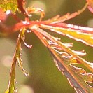 Blatt im Sonnenlicht