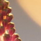Ausschnnitt mit Sonne und Blume