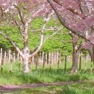 Obstgarten blühend