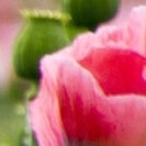 Mohnblüte mit Samenkapsel