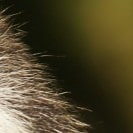 Tierfell vor grünem Hintergrund