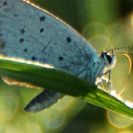 blauer Schmetterling