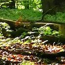 Waldboden