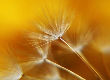 die zarten Samen einer Pusteblume in gelbem Licht