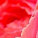 das Innere einer Rose