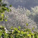 Sonnenlicht auf Büschen