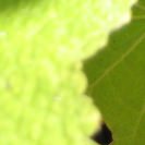 sonnenbeschienenes Blatt