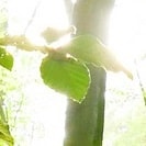 Buchenblatt im Gegenlicht