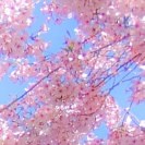 Obstblütenmeer vor Himmel