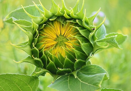 Selbstentfaltung - geschieht bei der Sonnenblume ganz natürlich