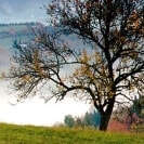 ein Baum vor einem Nebelmeer 