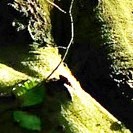 Stamm einer Buche im Waldboden
