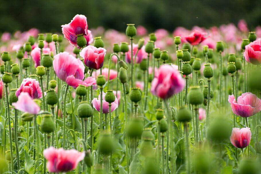 ein Mohnblumenfeld mit pinkfarbenen Blüten und grünen Samenkapseln